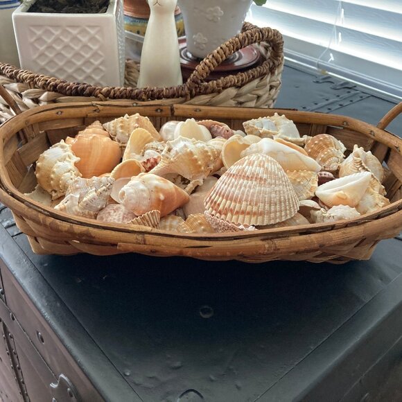 Five Pounds of Beautiful Sea Shells in a Wicker Basket - Picture 4 of 5